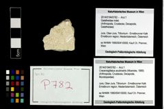 Foto (Objekt + Etikett) von Cracensigillatus acutirostris (Moericke, 1889)  (NHMW-GEO-2014-0194-0782)